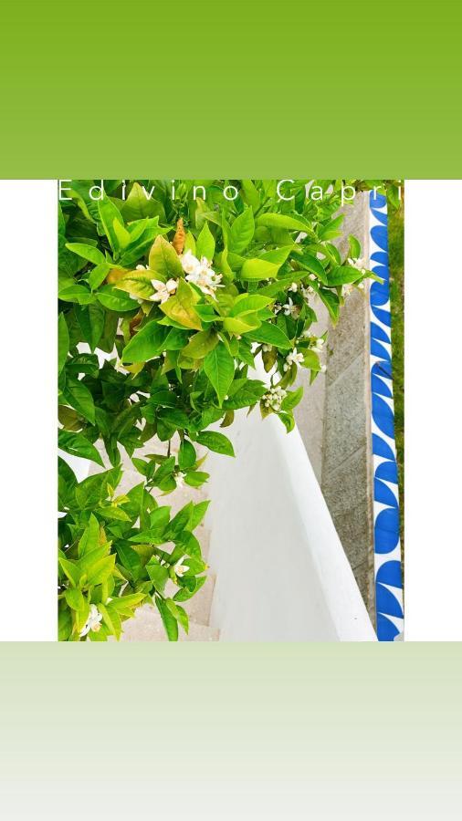 Suites Edivino Design Capri Exteriér fotografie